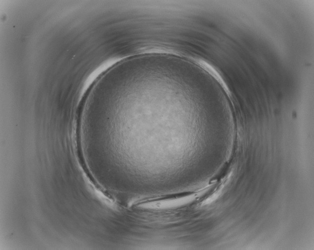 X0000066521149200603241330