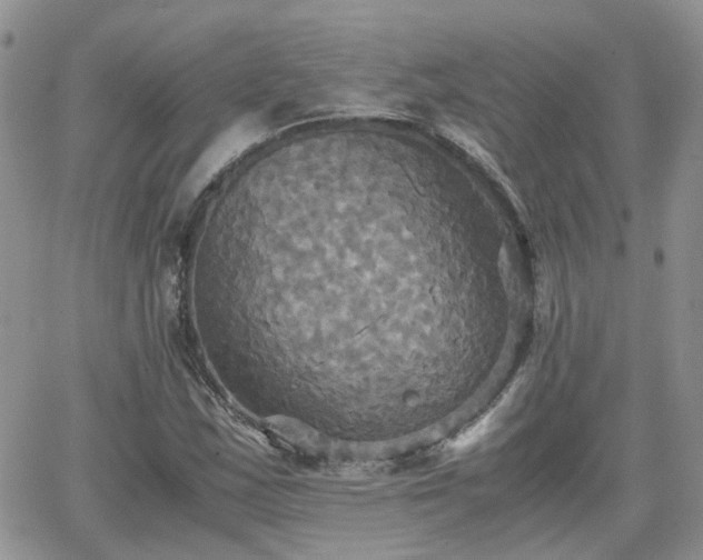 X0000066521163200603241329