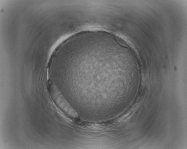 X0000066521175200603241329