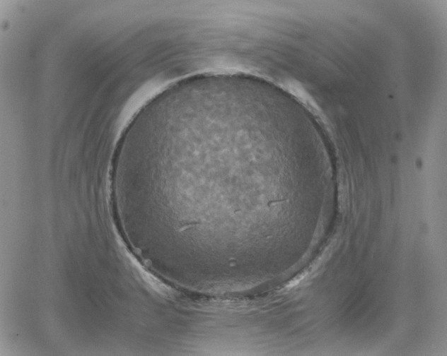 X0000066521183200603241329