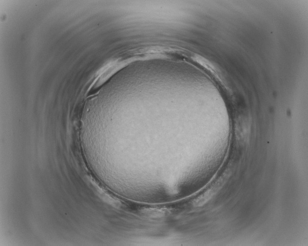 X0000066521185200603241329