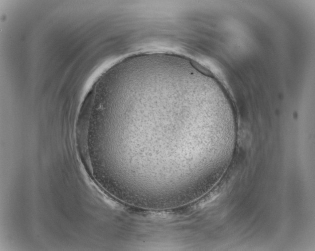 X0000066521191200603241329