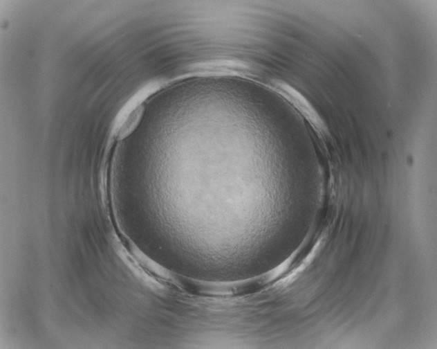 X0000066521196200603241329