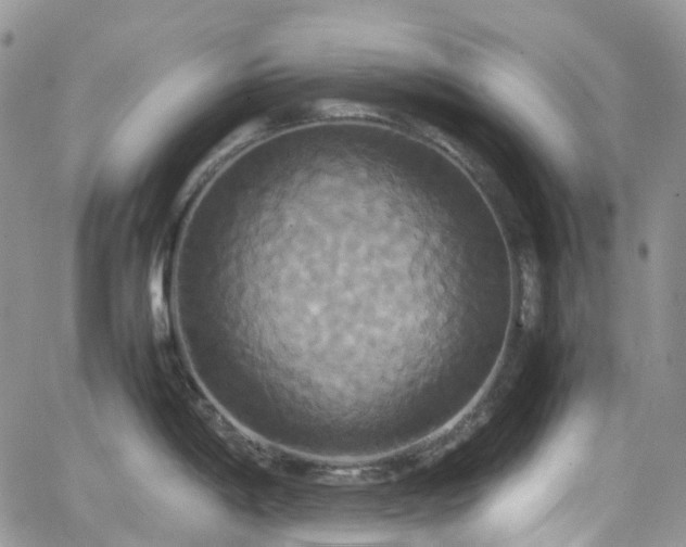 X0000066521198200603241329