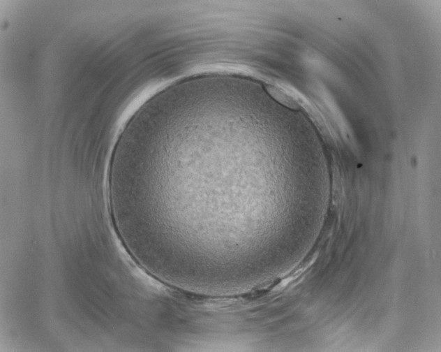 X0000066521199200603241329