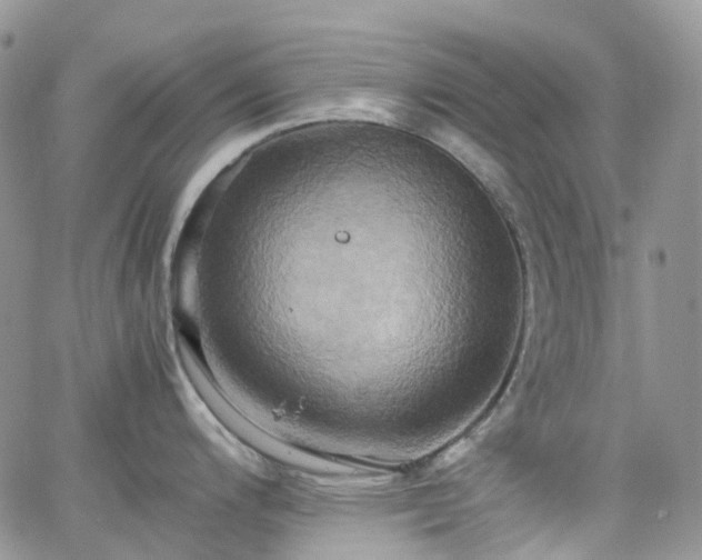 X0000066521200200603241329