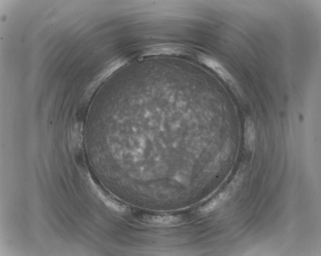 X0000066521233200603241328