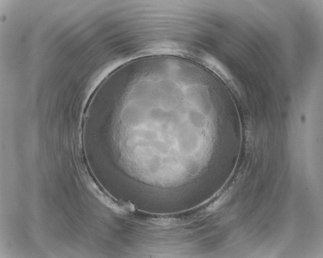 X0000066521236200603241328