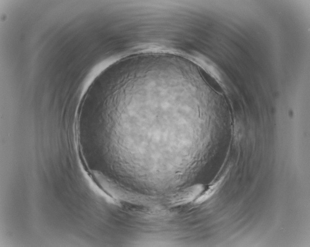 X0000066521247200603241328