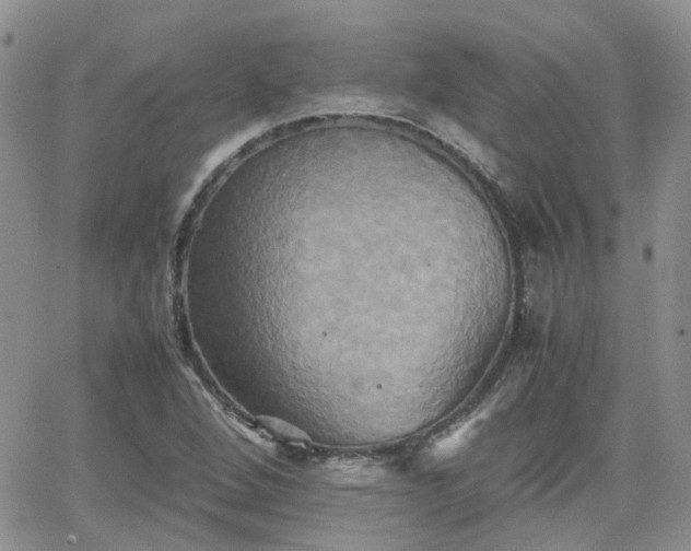 X0000066521264200603241327