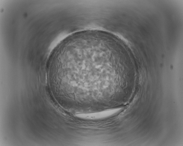 X0000066521271200603241327