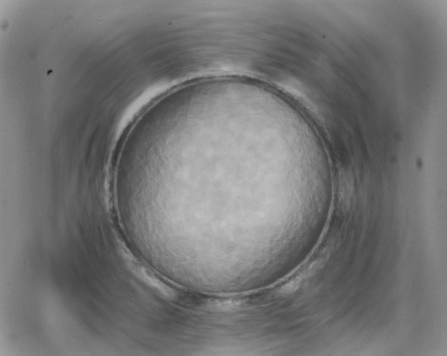 X0000066521278200603241327