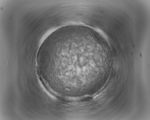 X0000066521287200603241327