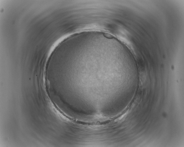 X0000066521288200603241327