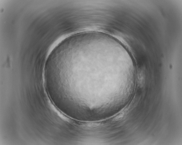 X0000066521294200603241327