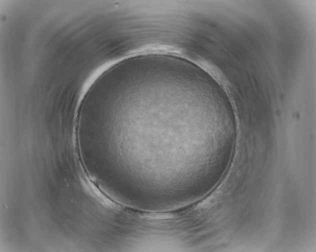 X0000066521296200603241327