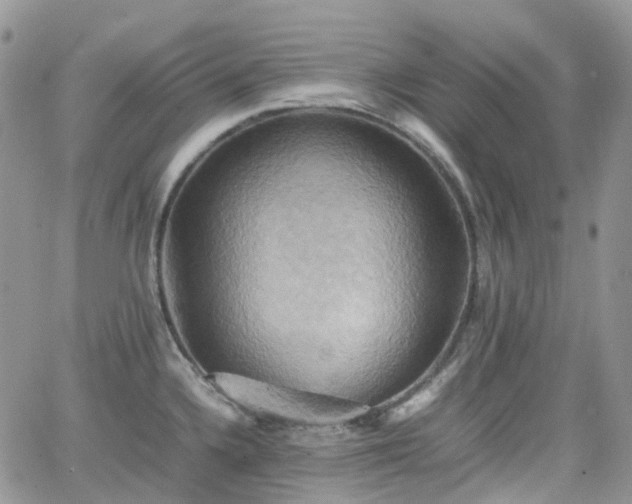 X0000066521336200603241327