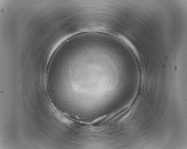 X0000066521340200603241327