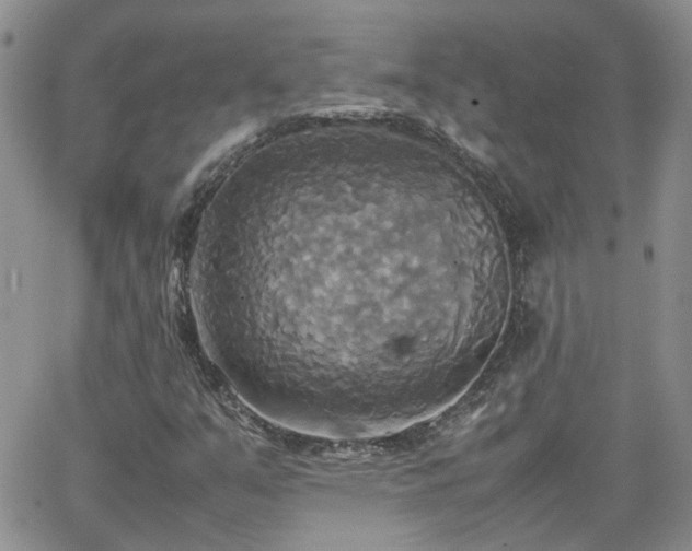 X0000066521351200603241326