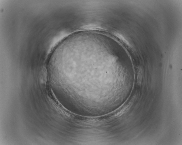 X0000066521358200603241326