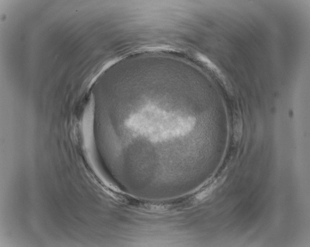 X0000066521361200603241326