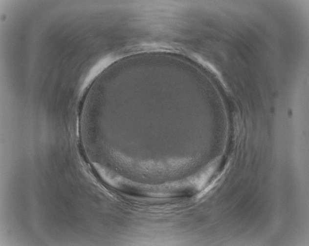 X0000066521365200603241326