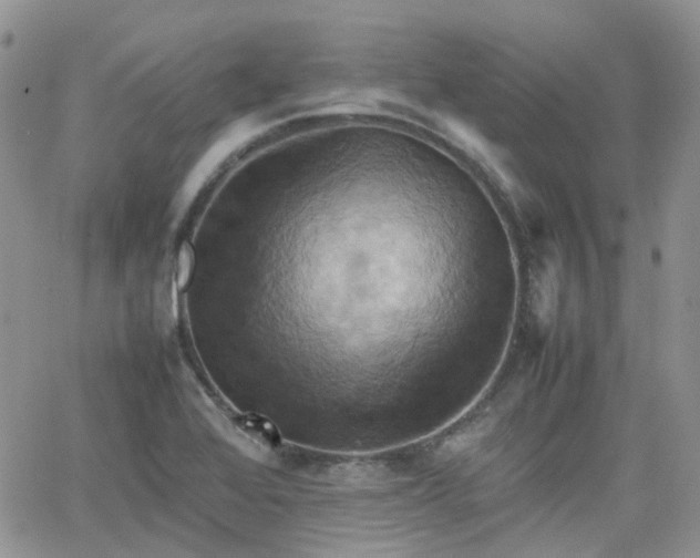 X0000066521368200603241326