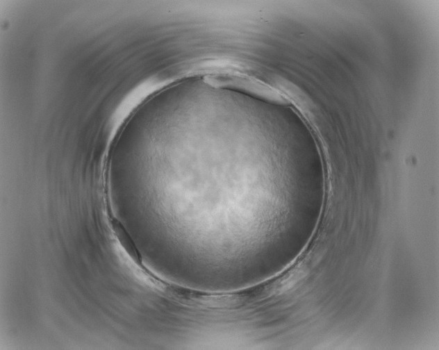 X0000066521392200603241325