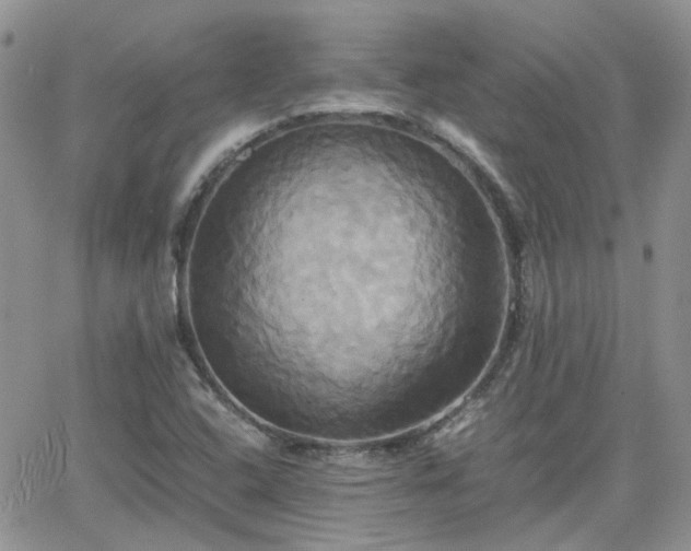 X0000066521408200603241325