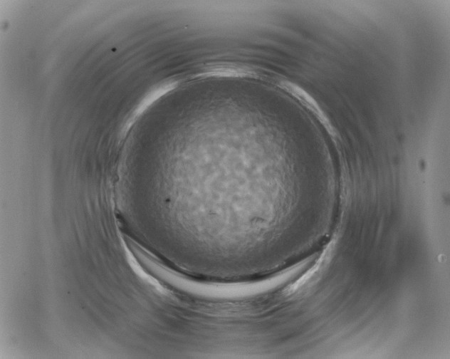 X0000066521433200603241325