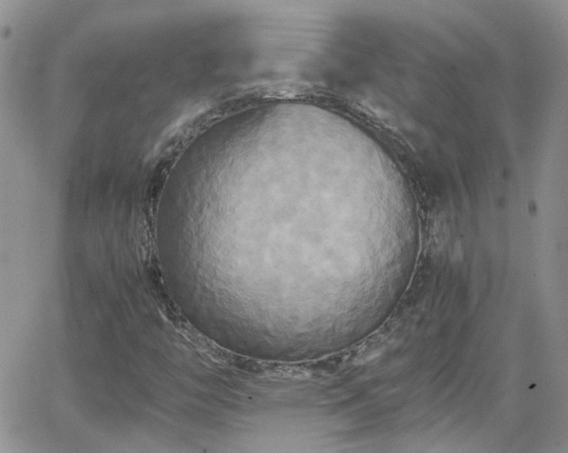 X0000066521446200603241325