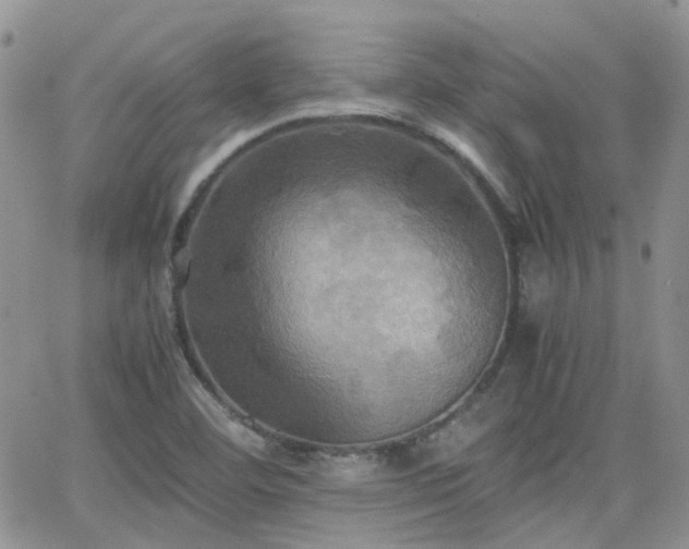 X0000066521460200603241324