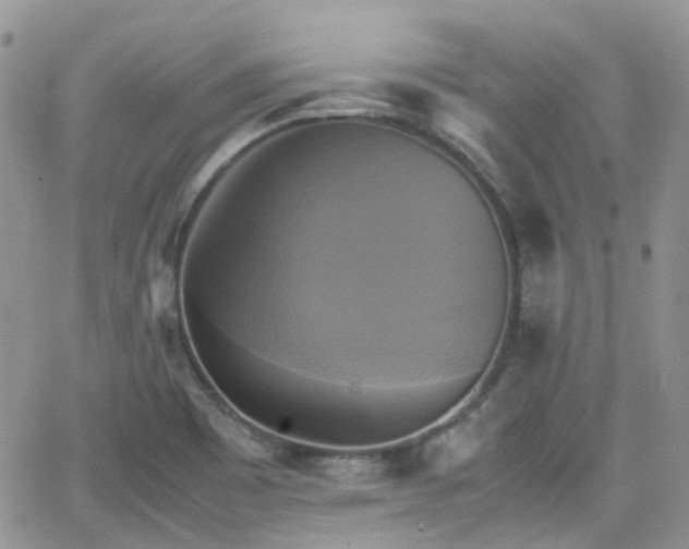 X0000066521465200603241324