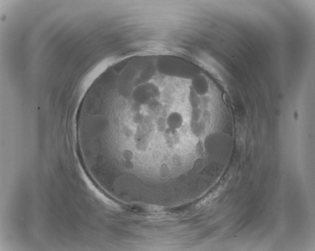 X0000066521479200603241324