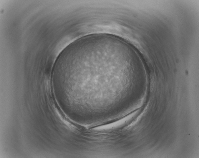 X0000066521513200603241323