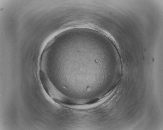 X0000066521528200603241324