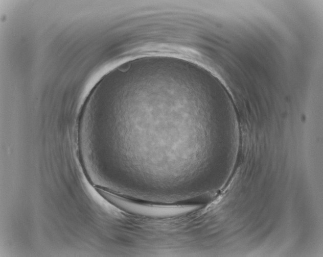 X0000066521531200603241324