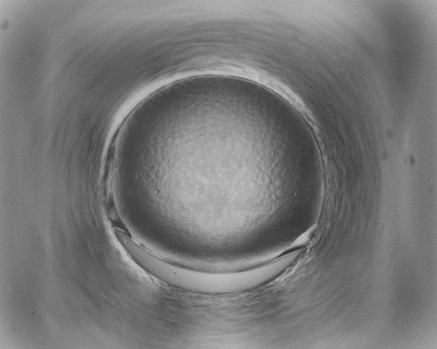 X0000066521536200603241324