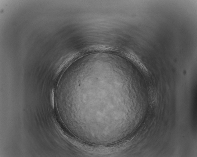 X0000066520014200603311806