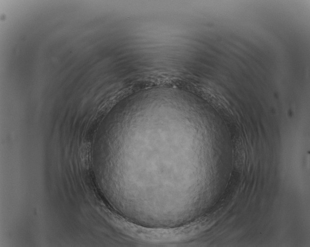 X0000066520034200603311805