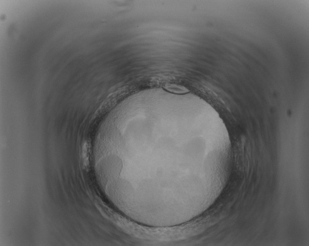 X0000066520038200603311805