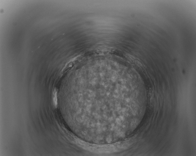 X0000066520042200603311805