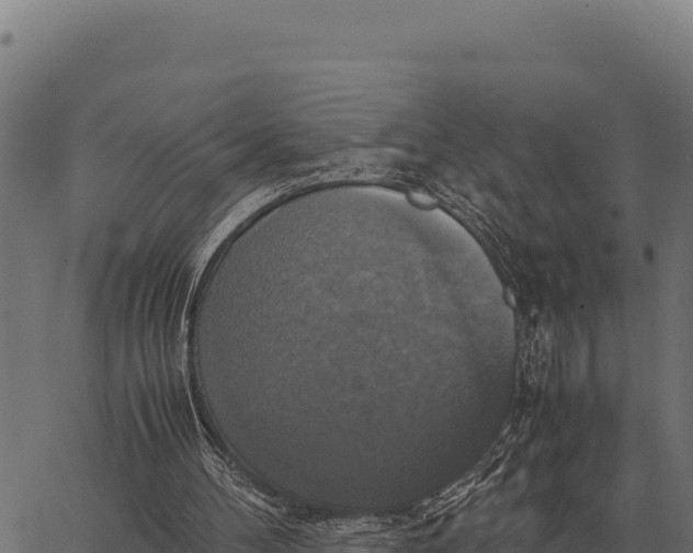 X0000066520100200603311804