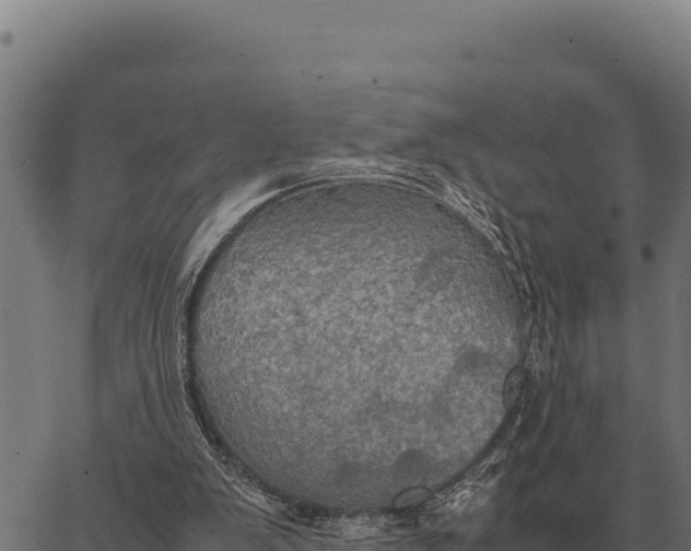 X0000066520103200603311804