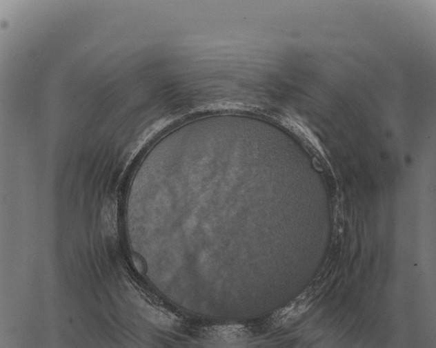 X0000066520108200603311804