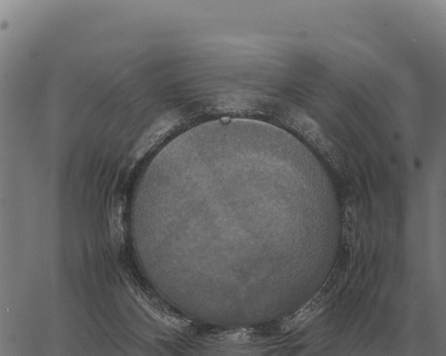 X0000066520116200603311804