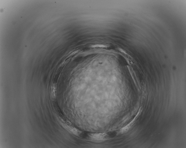 X0000066520191200603311803