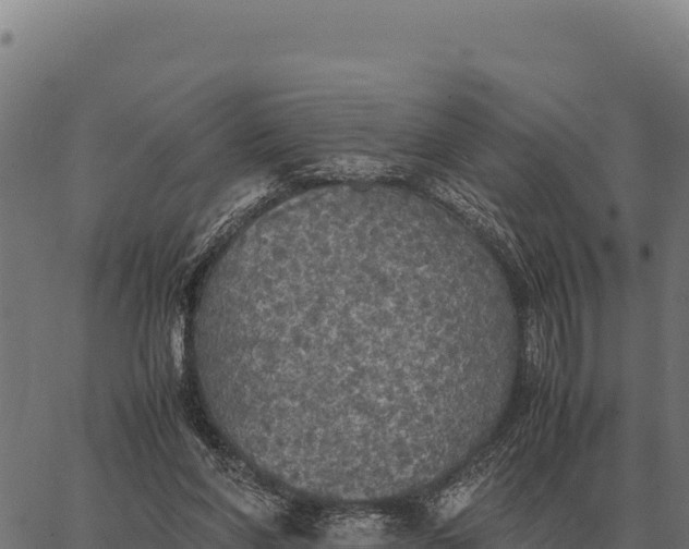 X0000066520206200603311802