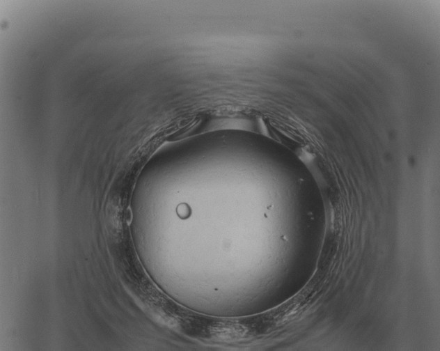 X0000066520215200603311802