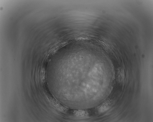 X0000066520230200603311802